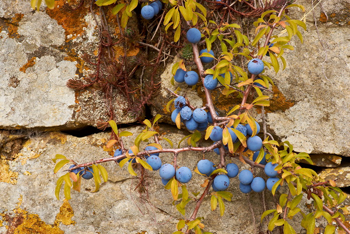 Italien - Montalcino V