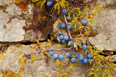 Italien - Montalcino V