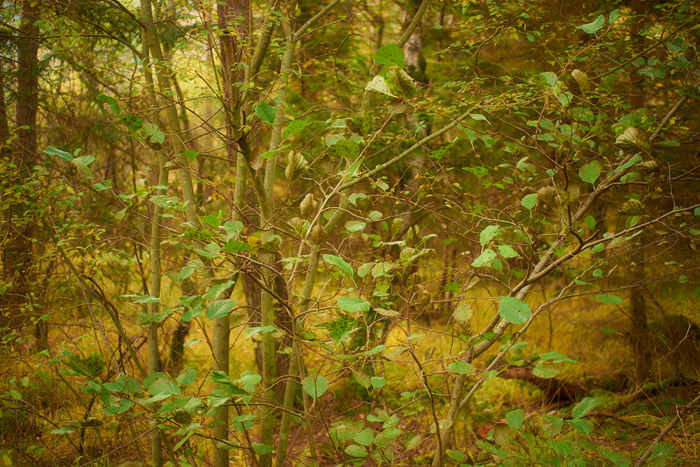 Herbstwald