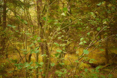 Herbstwald