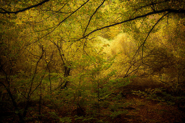 Herbstwald II