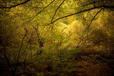 Herbstwald II