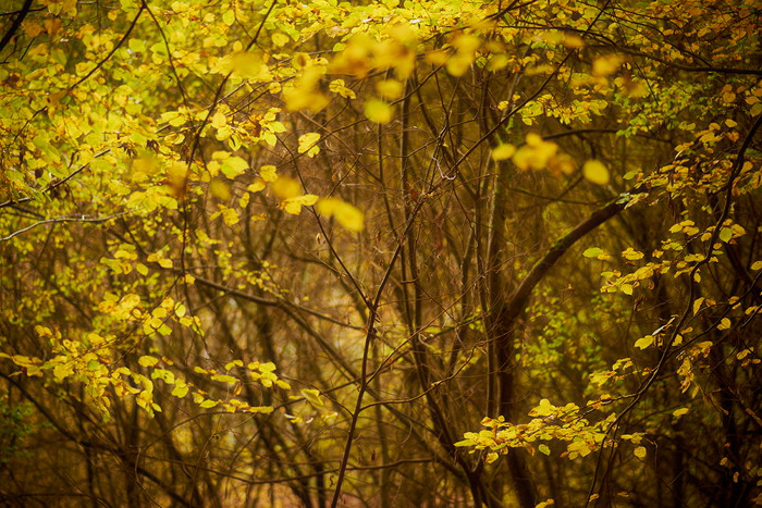 Herbstwald III