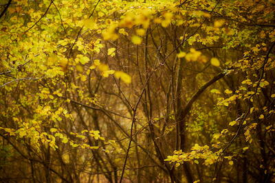 Herbstwald III