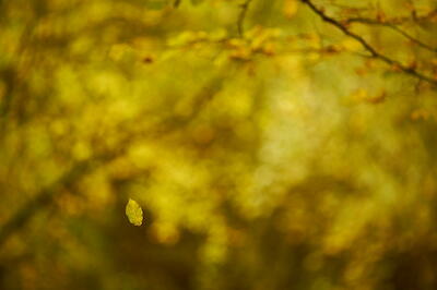 Herbstwald IV