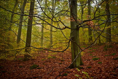 Wilder Baum