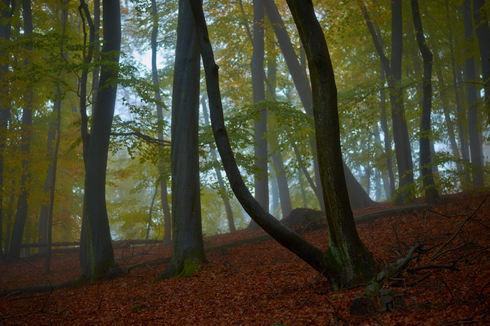 Nebelwald