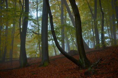 Nebelwald