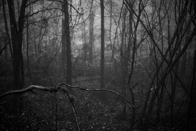 Wilder Wald