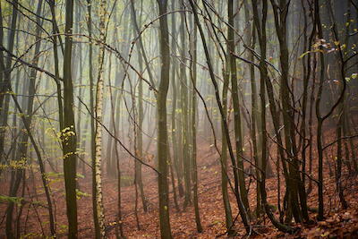 Nebliger Wald