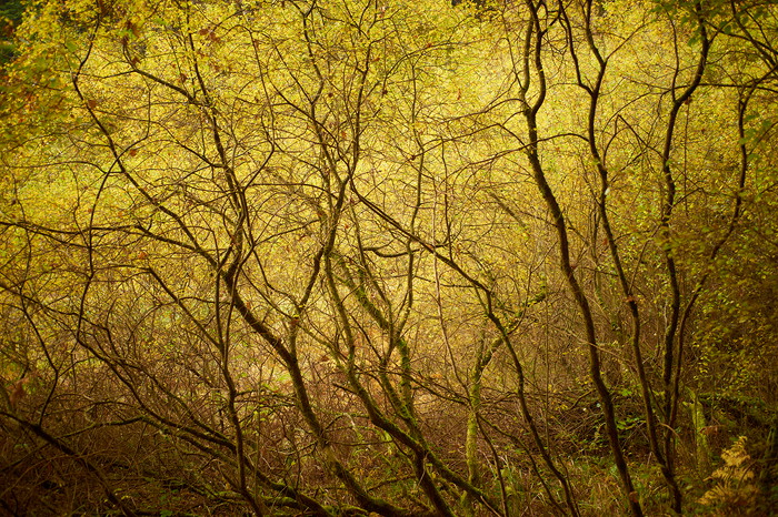Herbstwald VI
