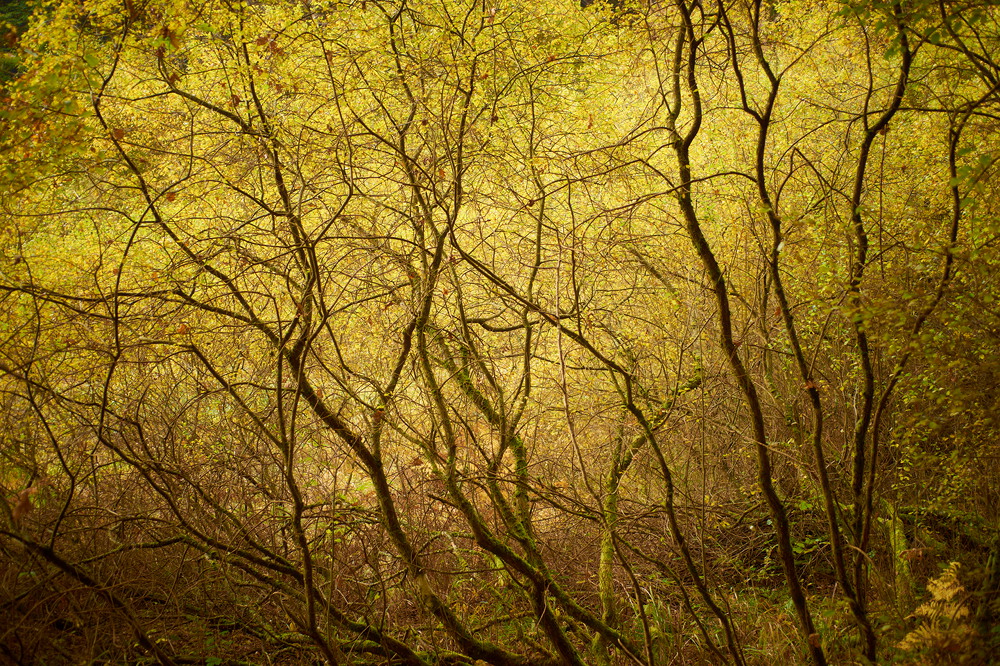 Herbstwald VI