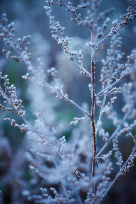 Frost