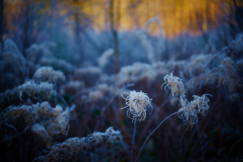 Frost II