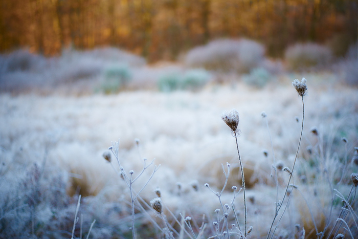 Frost III