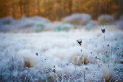 Frost III