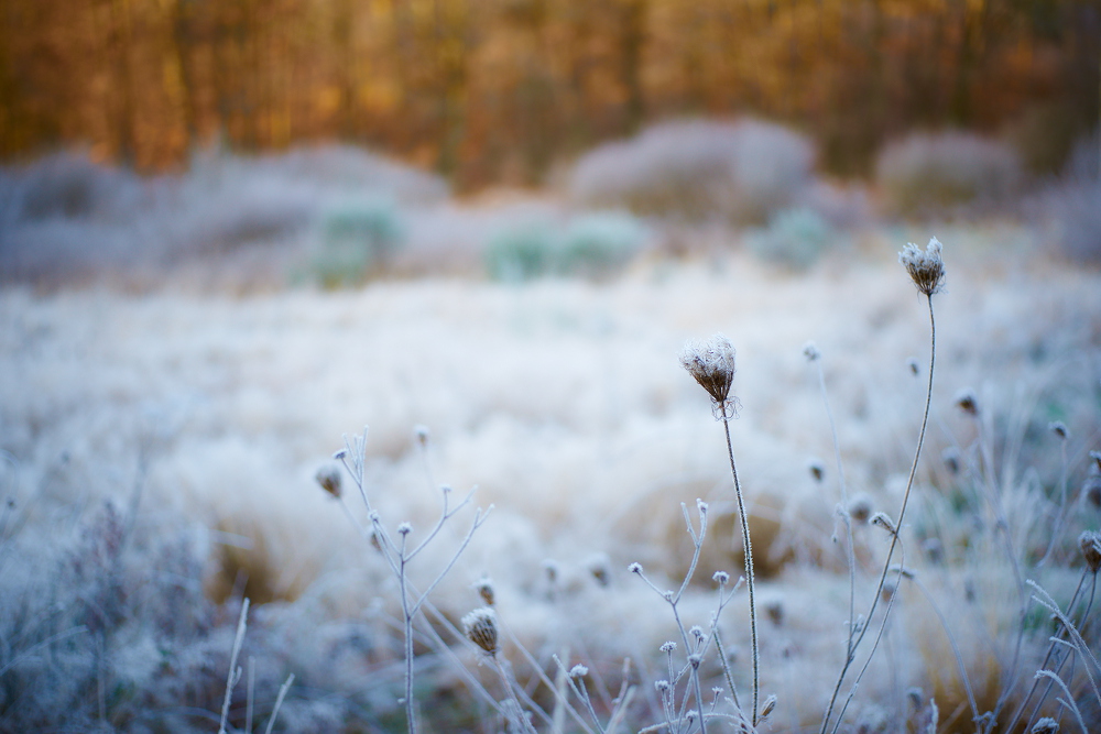 Frost III