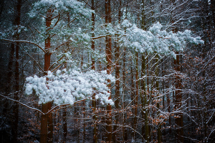 Wintertraum