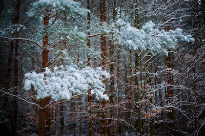 Wintertraum