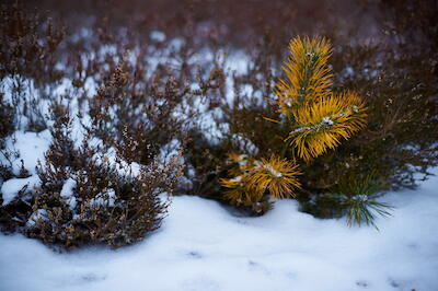 Winterliche Heide