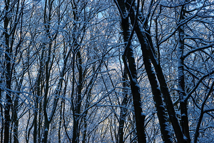 Winterwald