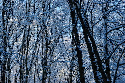 Winterwald