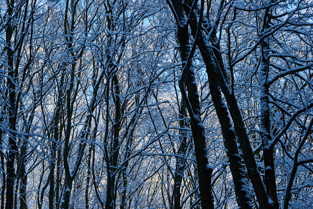 Winterwald
