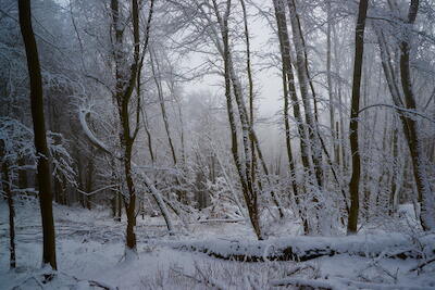 Winterwald II
