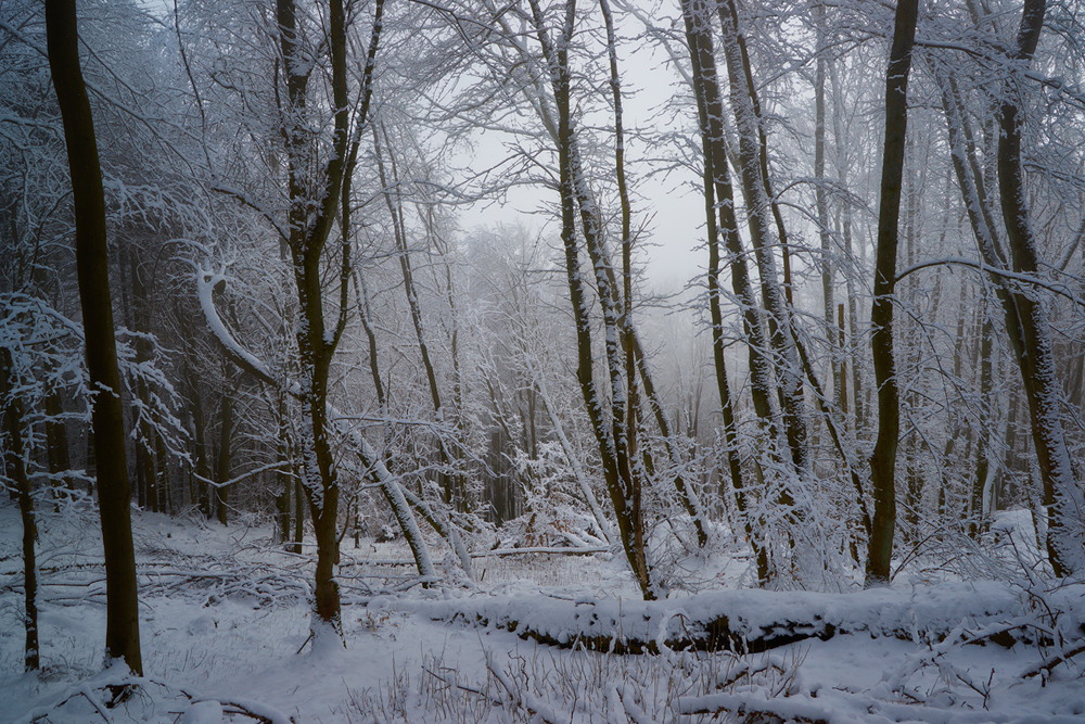 Winterwald II