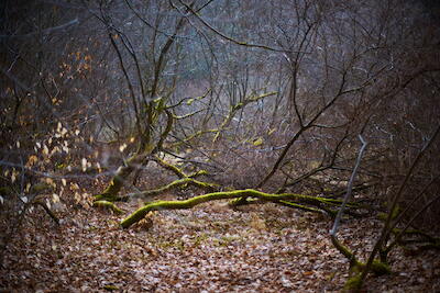 Zauberwald
