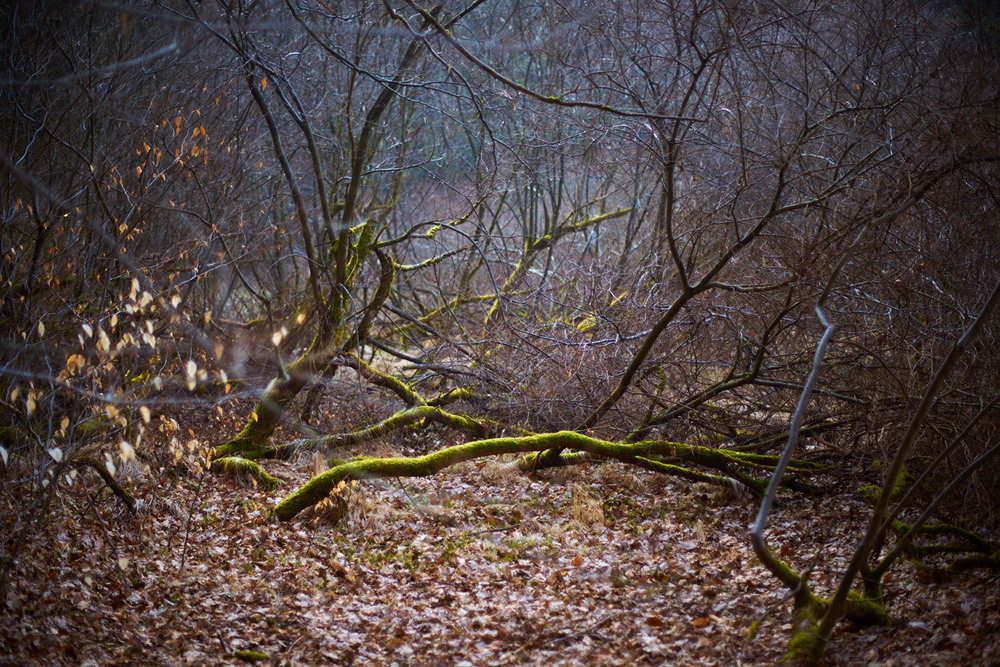 Zauberwald