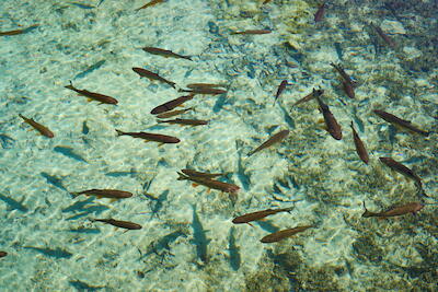 Kroatien - Plitvicer Seen