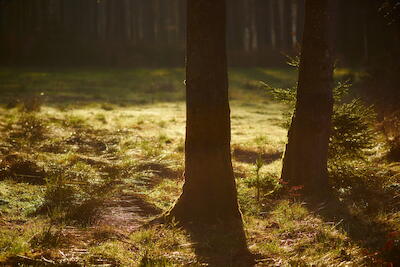 Morgenlicht