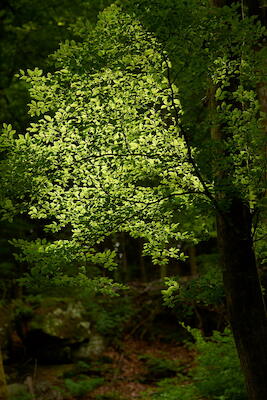 Waldlicht