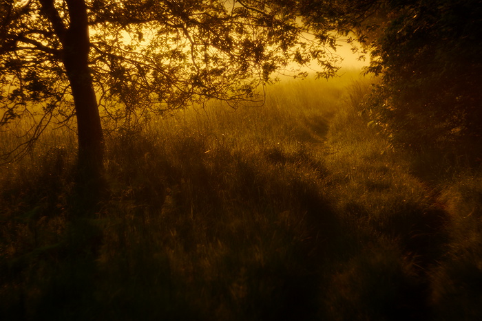 Morgens am Waldrand
