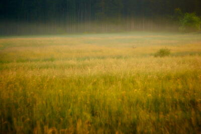 Morgens auf der Wiese