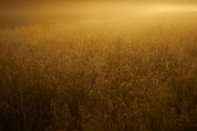 Morgens auf der Wiese II