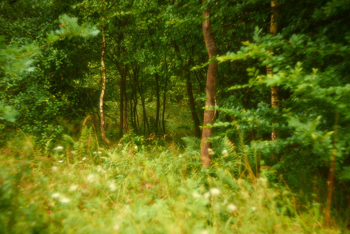 Traumwald II