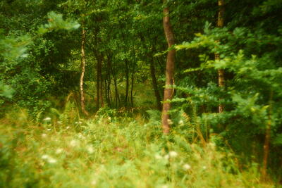 Traumwald II