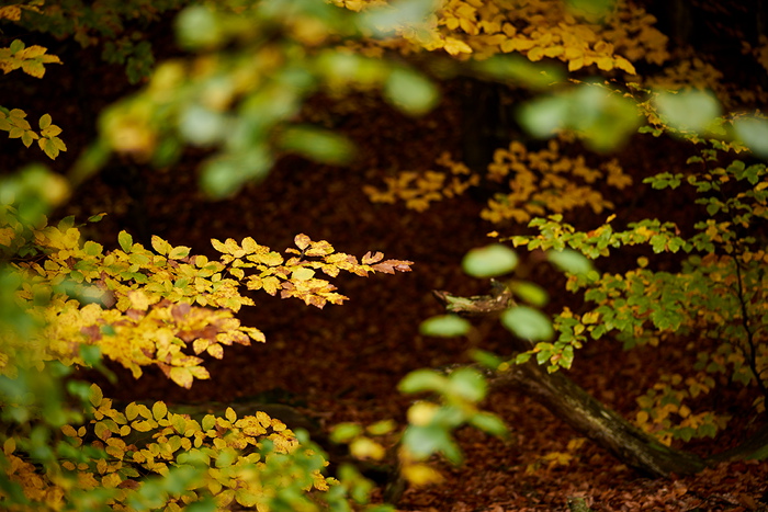 Herbstlaub