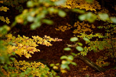 Herbstlaub