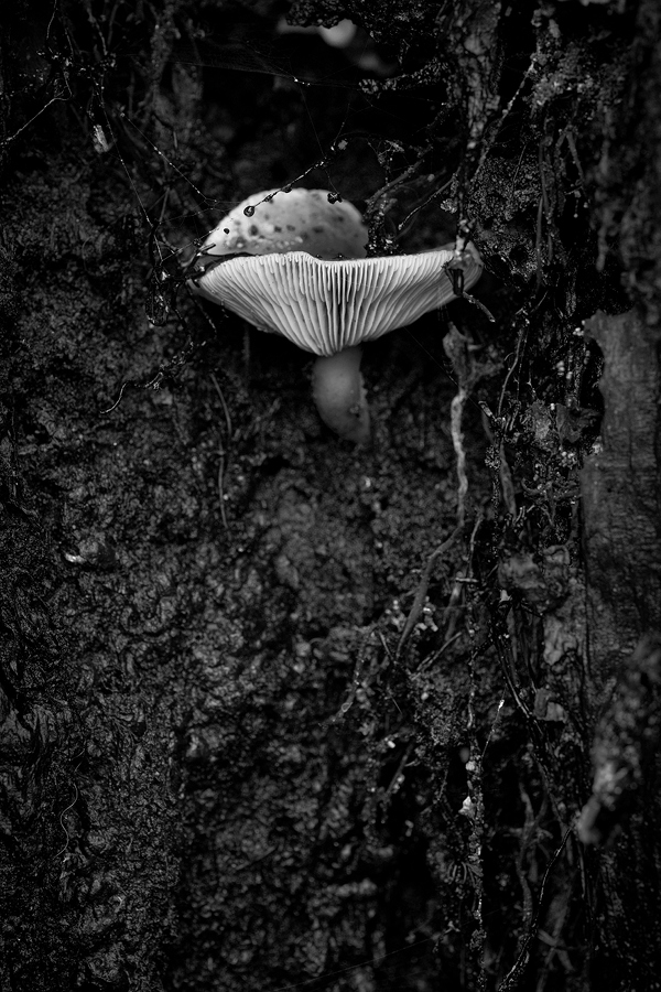 Pilz