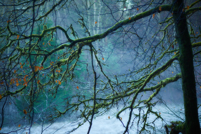 Baum