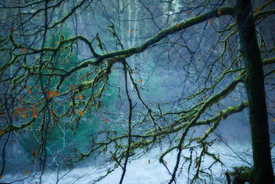 Baum