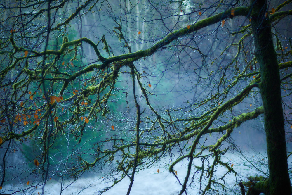 Baum