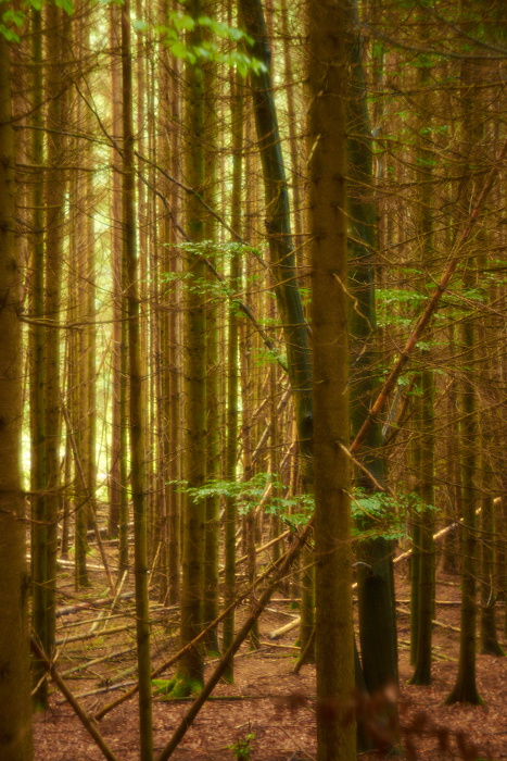 Wald