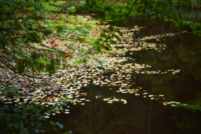 Am Weiher II