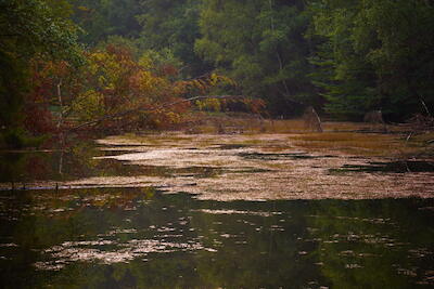 Am Weiher III