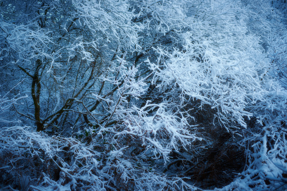 Winterwald IV