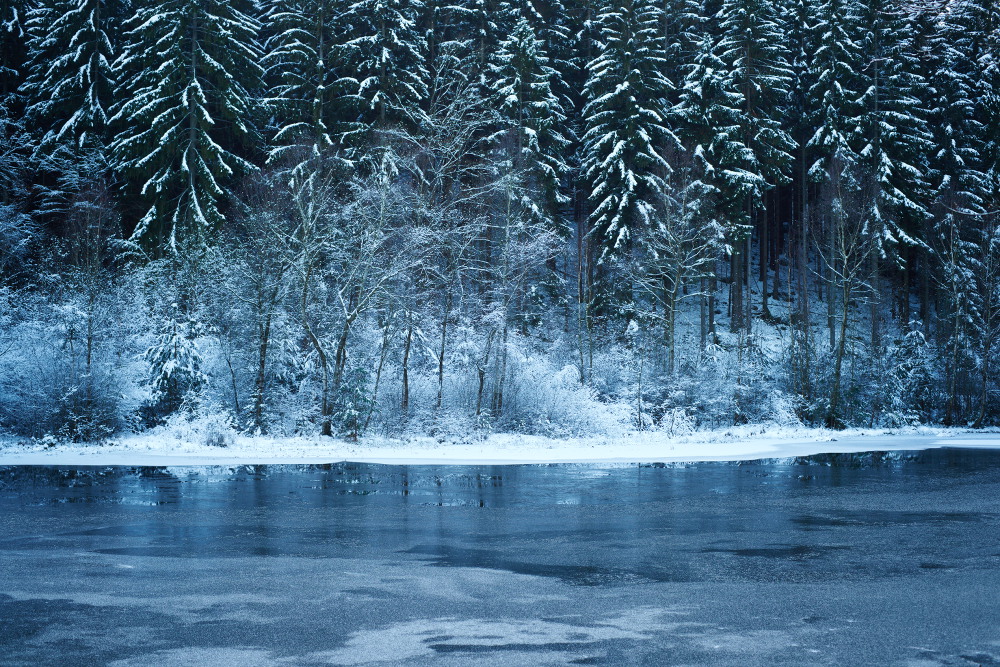 Winterwald VI